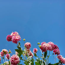 Load image into Gallery viewer, Dahlias
