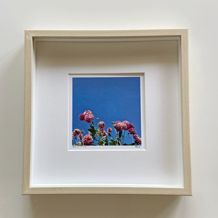 Dahlias