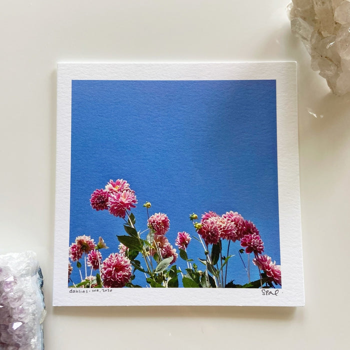 Dahlias