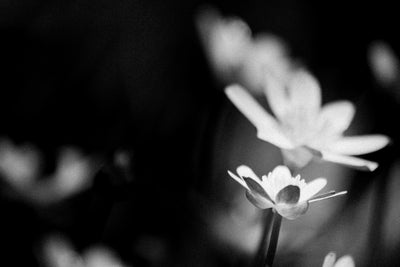 Dainty Daisy