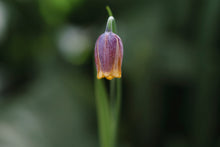 Load image into Gallery viewer, Spring Awakening