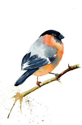 Bullfinch