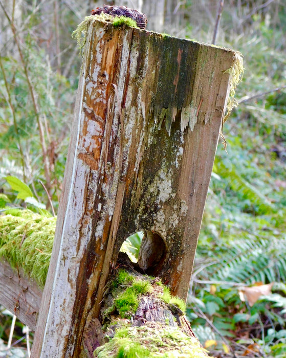 Mossy Fence