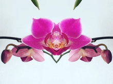 Load image into Gallery viewer, Symmetry - Orchid