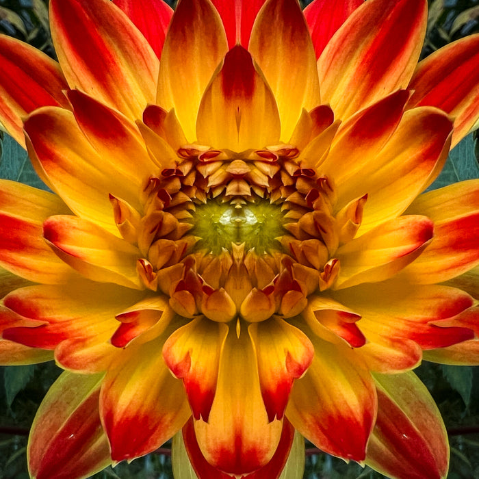 Symmetry - Fire Dahlias
