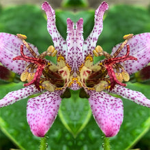 Load image into Gallery viewer, Symmetry: Orchid