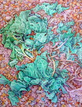 Load image into Gallery viewer, Sea Kale on the Shore
