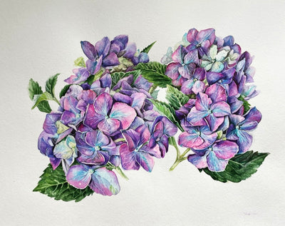 Hydrangeas 1
