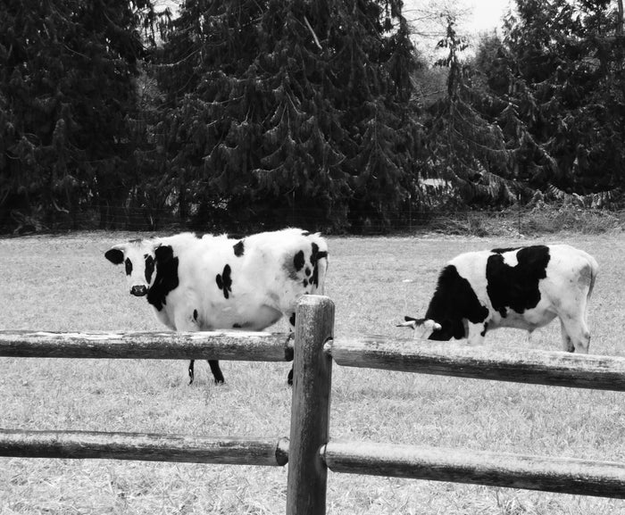 B&W in Black & White