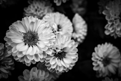 Volunteer Park Beauties