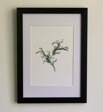 Load image into Gallery viewer, Sargassum III (Systems' Garden series)