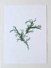 Load image into Gallery viewer, Sargassum III (Systems' Garden series)