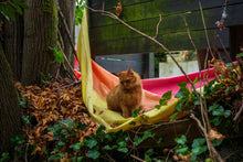 Load image into Gallery viewer, Kitty Pride