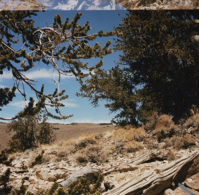 Bristlecone 395