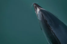 Load image into Gallery viewer, Dusky Dolphin