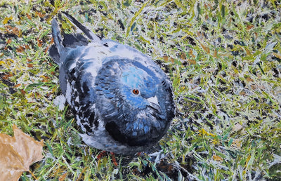 Pigeon