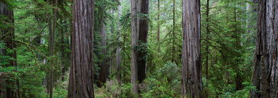 Forest Giants
