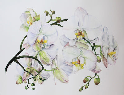 White Orchid #1