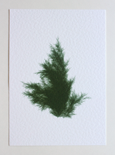Load image into Gallery viewer, Juniperus Virginiana III (Systemss Garden series)