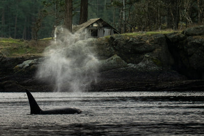 PNW Vibe Orca Shack