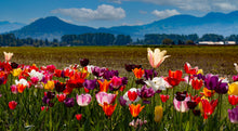 Load image into Gallery viewer, Tulip Festival- Above the Rest