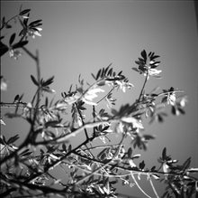 Load image into Gallery viewer, Olive branch