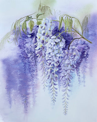 Wisteria 1
