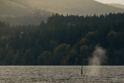 PNW Vibe Orca