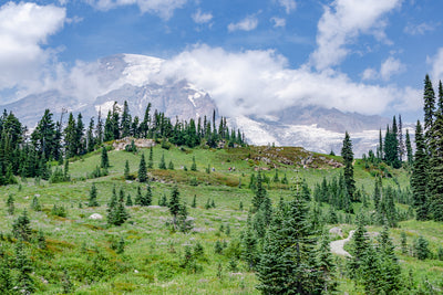Paradise. Mount Rainier National Park.