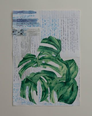 Monstera fragmented