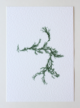 Load image into Gallery viewer, Sargassum II (Systems' Garden series)