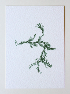 Sargassum II (Systems' Garden series)
