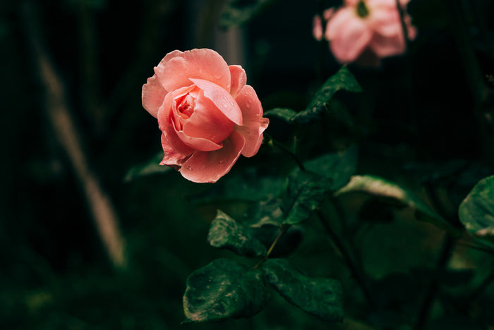 A Rose by Any Other Name, And All That