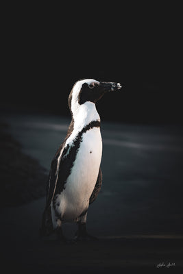 Penguin Portrait
