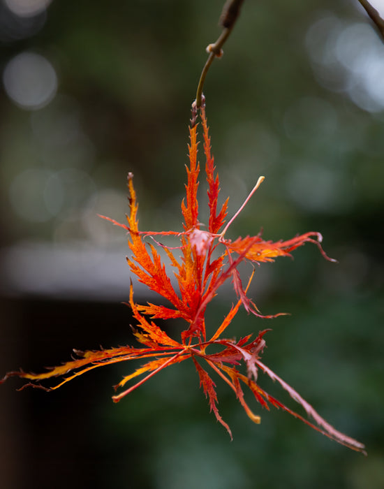 Japanese Gardens- Hanging in there