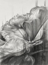 Load image into Gallery viewer, First white blossoms lie soft against desiccated winter bed