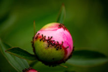 Load image into Gallery viewer, Symbiosis
