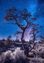 Load image into Gallery viewer, Juniper Tree