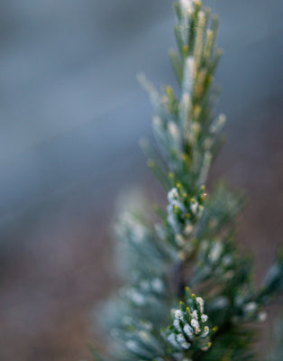 Hemlock's Winter