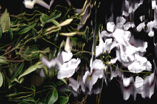 Load image into Gallery viewer, Orbis Terram III