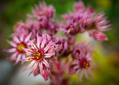 Extraterrestrial Flora