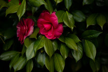 Load image into Gallery viewer, Bashful