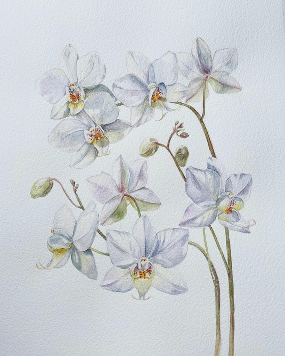 White Orchid #4