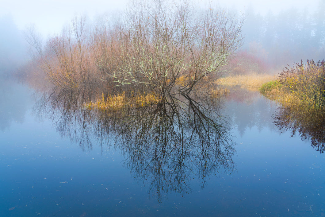 Stillness and Fog, Mukai Pond #11