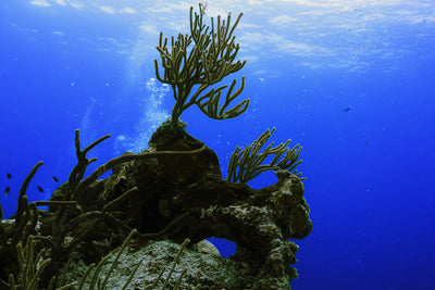 Soft coral on high