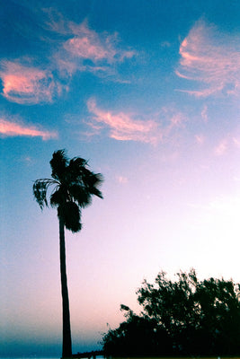 Pastel Palm Tree