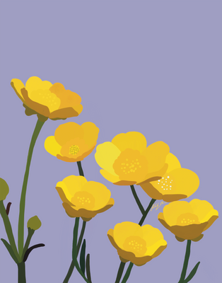 Buttercups