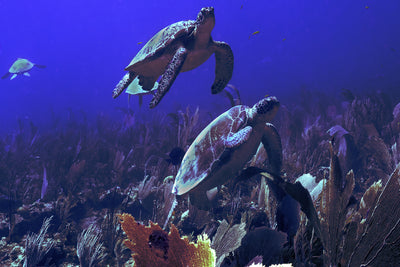 Two turtles