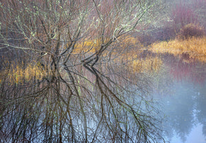 Winter Branches lReflected, Mukai Pond #16