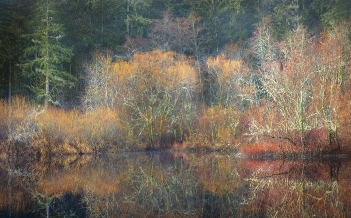 Forest Edge, Early Spring, Mukai Pond #4